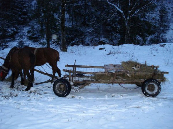 Лена Савельева