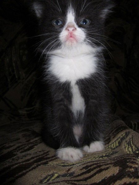 Дмитрий Шалаев