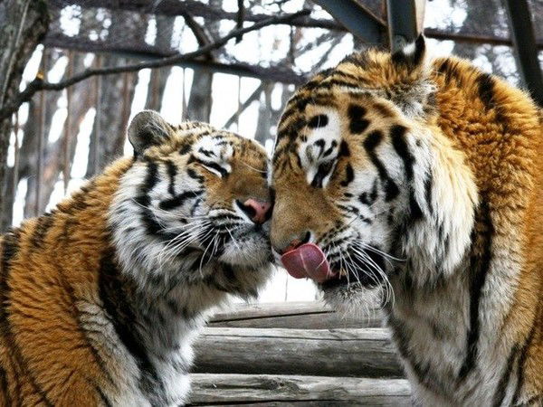 Инна Жданова