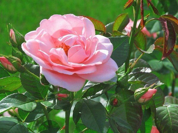 Нурзада Асантурова