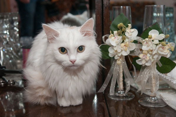 Наталья Вольская