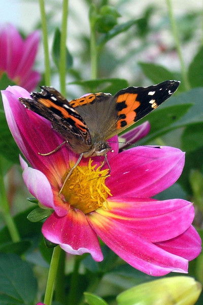 Галина Проглядова