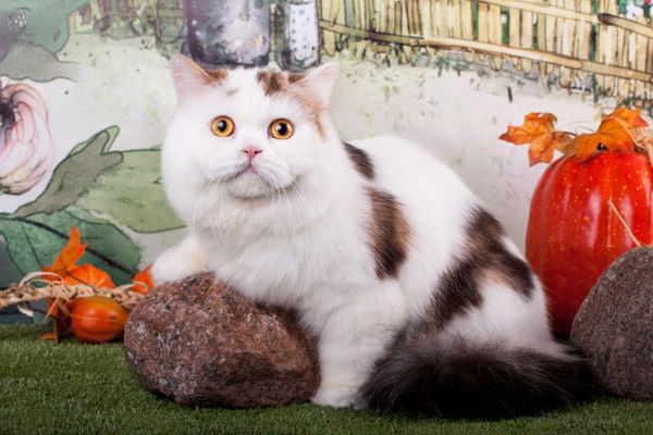 Елена Сиразутдинова