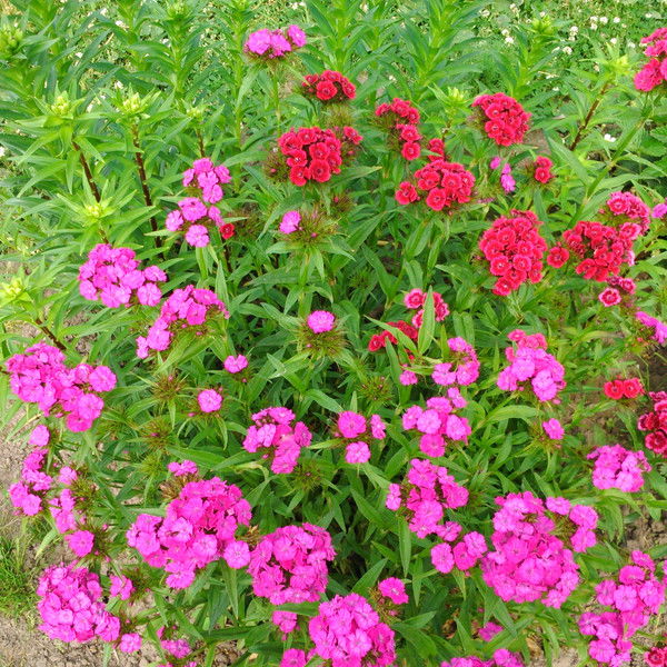 Ольга Ивкина (Шахова)