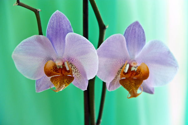 Марина Косовских