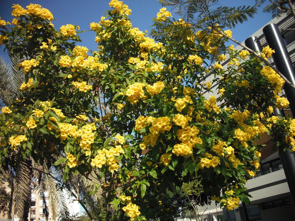 Вера Литвинова