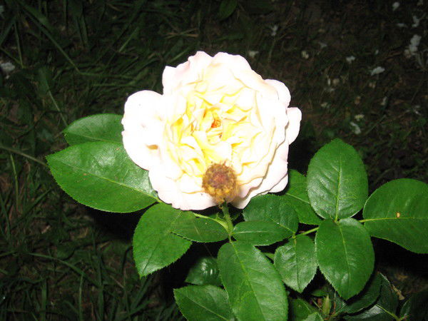 Татьяна Шагалова