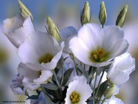 Зулечка Халилова