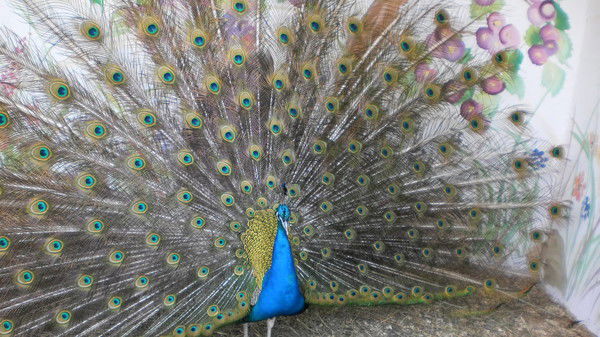 Елизавета Сидоренко