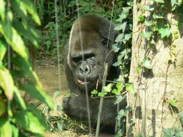 Моисей Рабинович