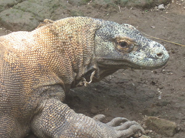 Геннадий Андреев