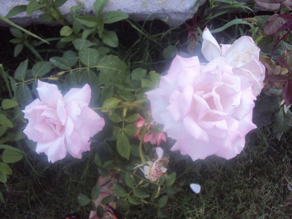 Елена Шпедт