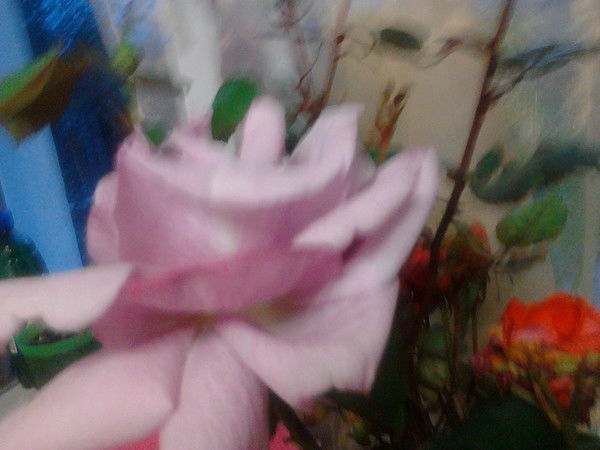 Изалия Михайлова