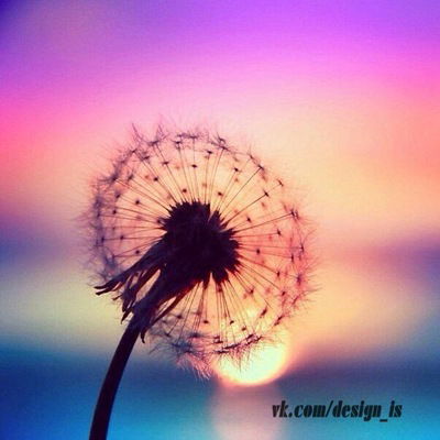 Анастасия Швец