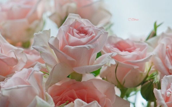 Татьяна Мистюкевич