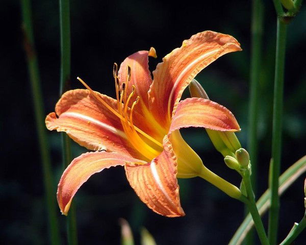 Таня Зануда