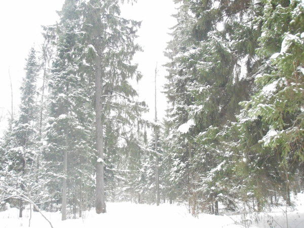 Ринат Гилязев