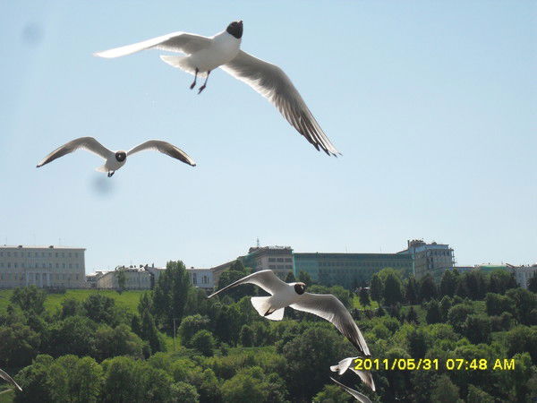 Милосердия Великодушия