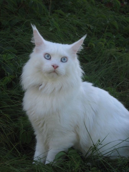 Светлана *****