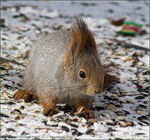 Наталья Акимова