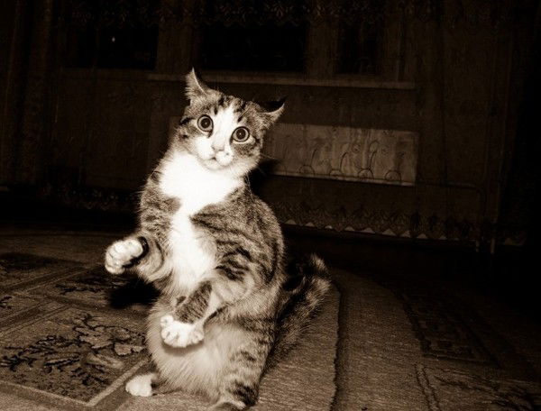 Ирина Ахцигер(Шишкина)