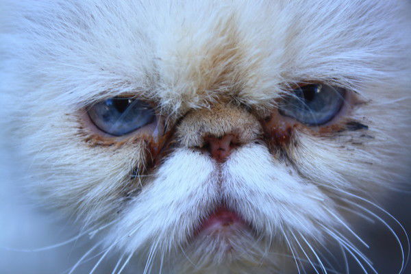 Александр Кухливский