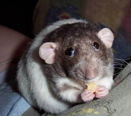 Диана Назарова