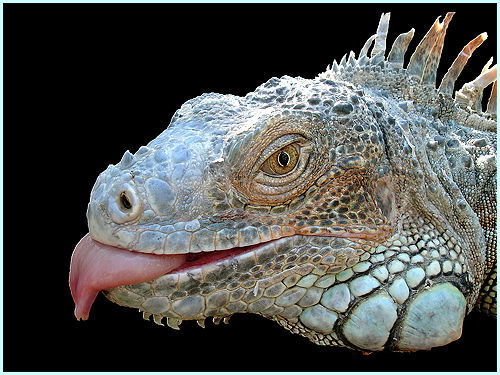 Юрий Гусаров