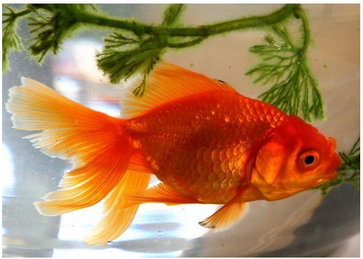 Золотая Рыбка