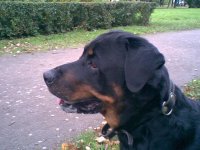 Мирослава *