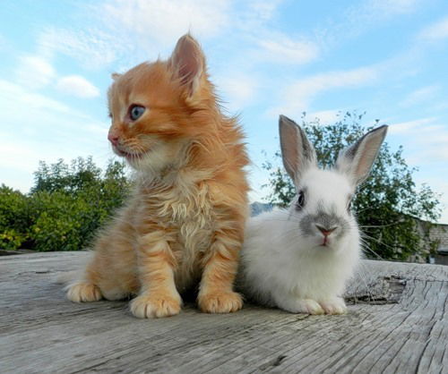 Инна Ежкова