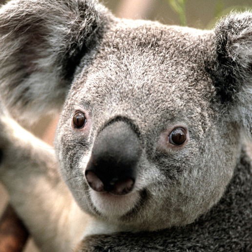 Елена Овечкина