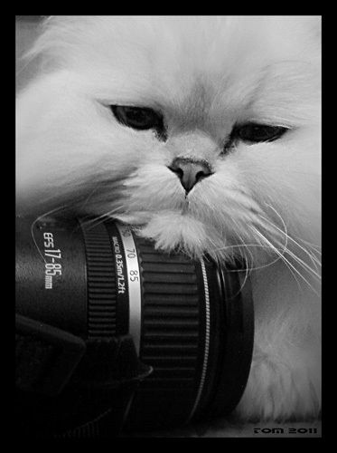 Ирина Шаповалова