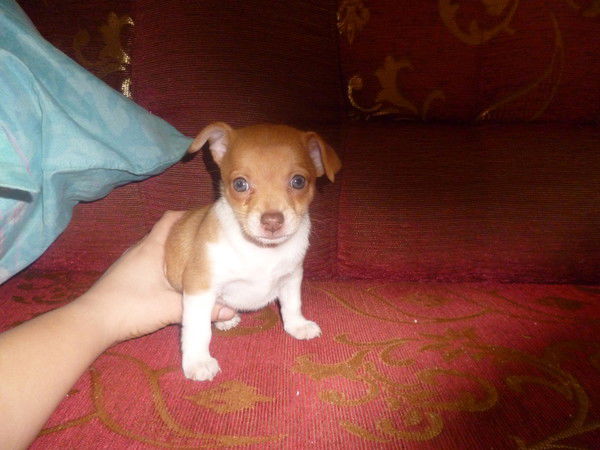 Татьяна Коршунова