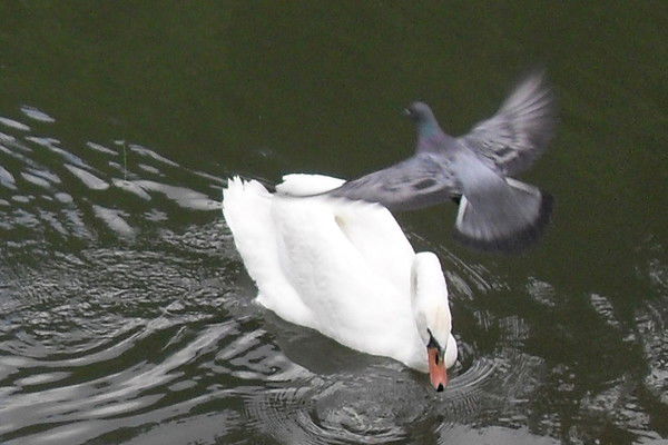 Диана Островская