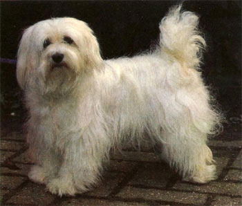 Фердинант Рамазанов