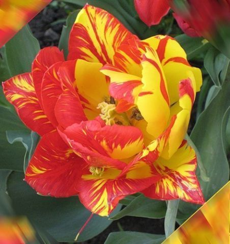 Айгуль Шолахова