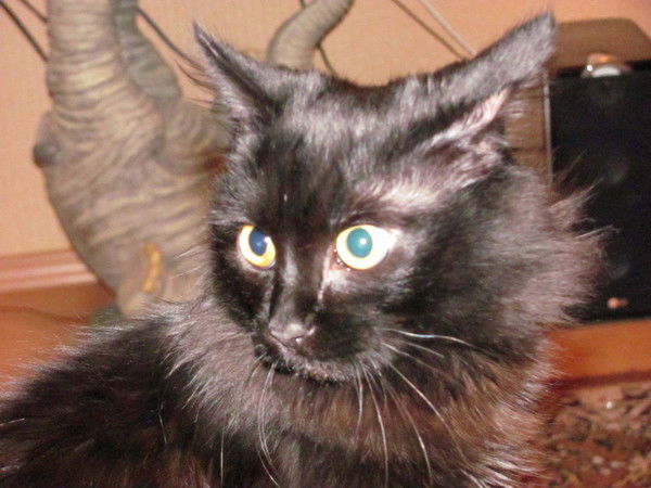 Глеб Зенкин