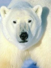 Дмитрий Степанов