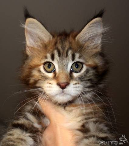 Катерина Фельхле