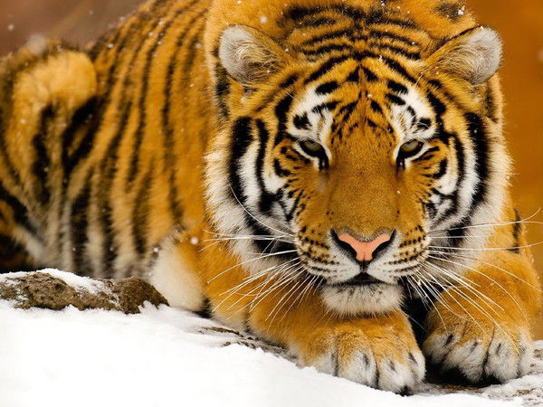 Антон Гойденко