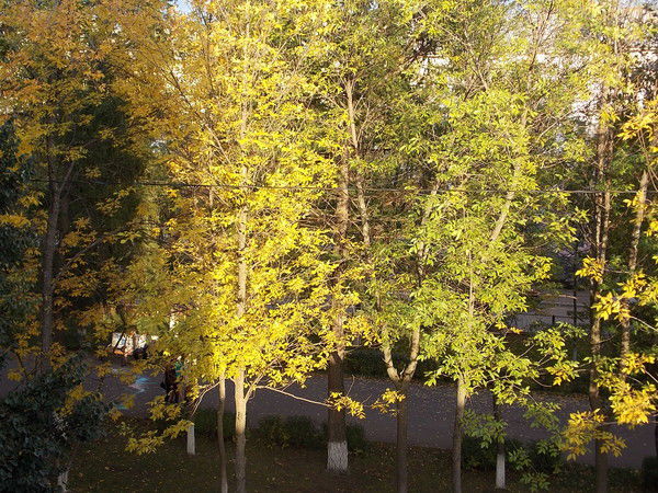 Фидания Шакирова