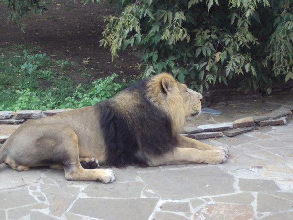 Виктор Белоусов