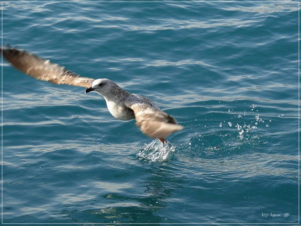 Алла Рычкова