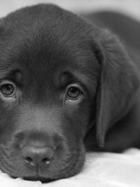 Яна Ковалевская