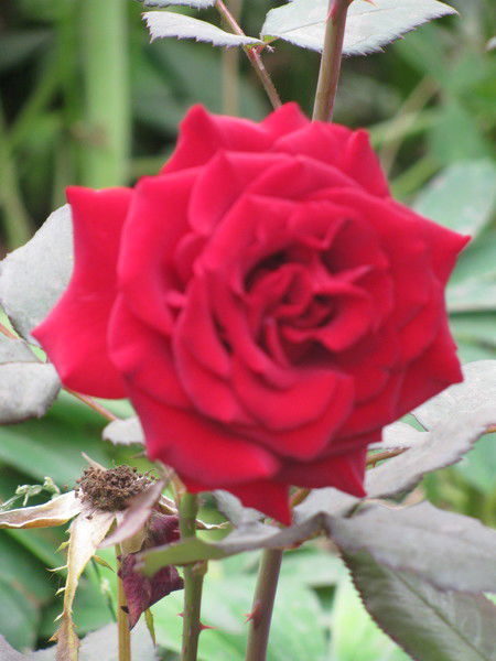 Анна Андреас