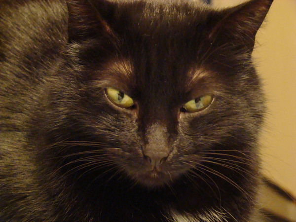 Светлана Алексеева