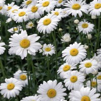 Светлана Куликова