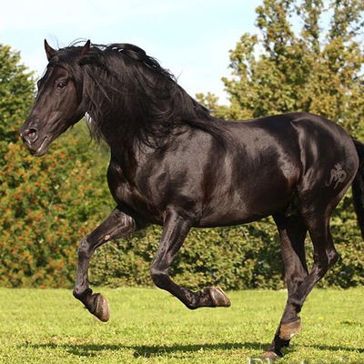 Солнечный Зайчик