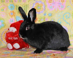 Максим Никитин